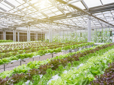 How LEDs are Helping Greenhouse Farming