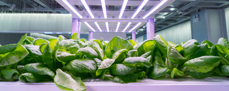 indoor farm with LED grow lights