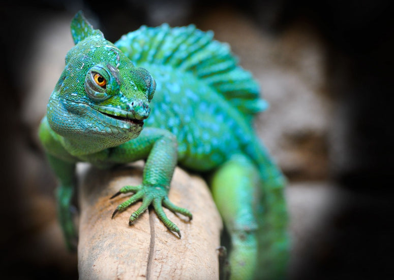 Best Lighting for Reptiles