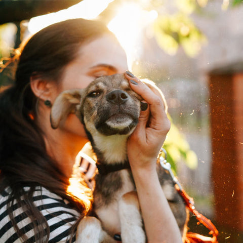 Pet Shelter Lighting