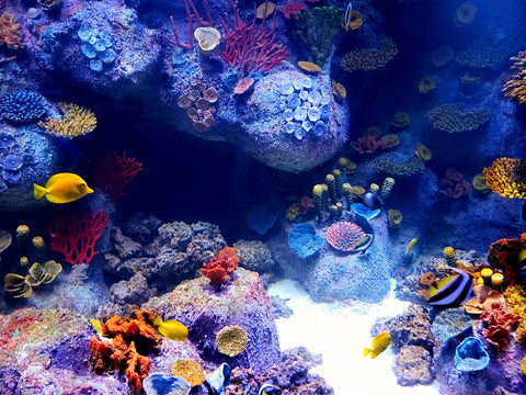 Marine Aquarium Lighting