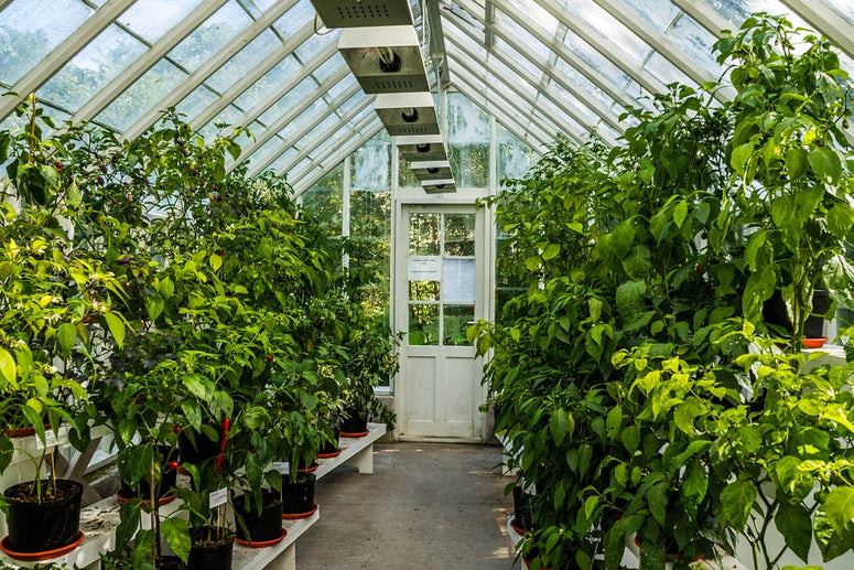 Greenhouse Lighting