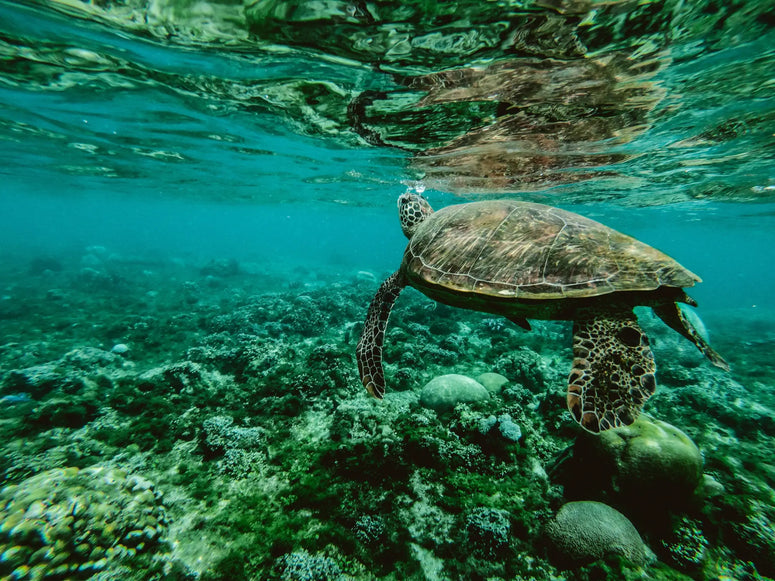 What does lighting have to do with turtles?