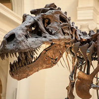 View our Museum Lighting Solutions