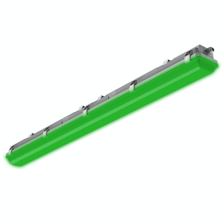 Review for Temporarily light green eggplant YV41128