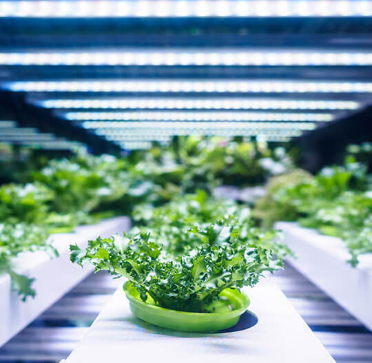 Indoor Grow Lights
